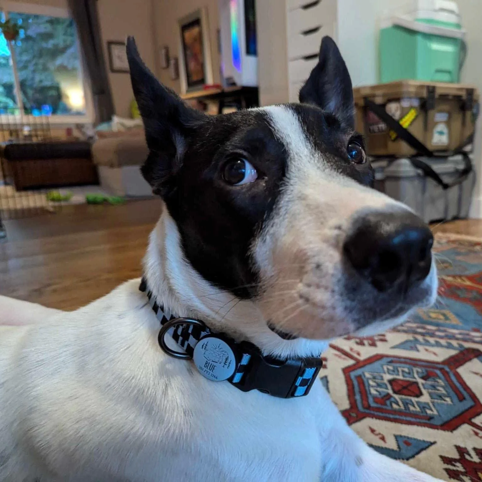 AirTag Holder Slide-On Silicone Pet ID Tag | Valentine's Day - Image 6