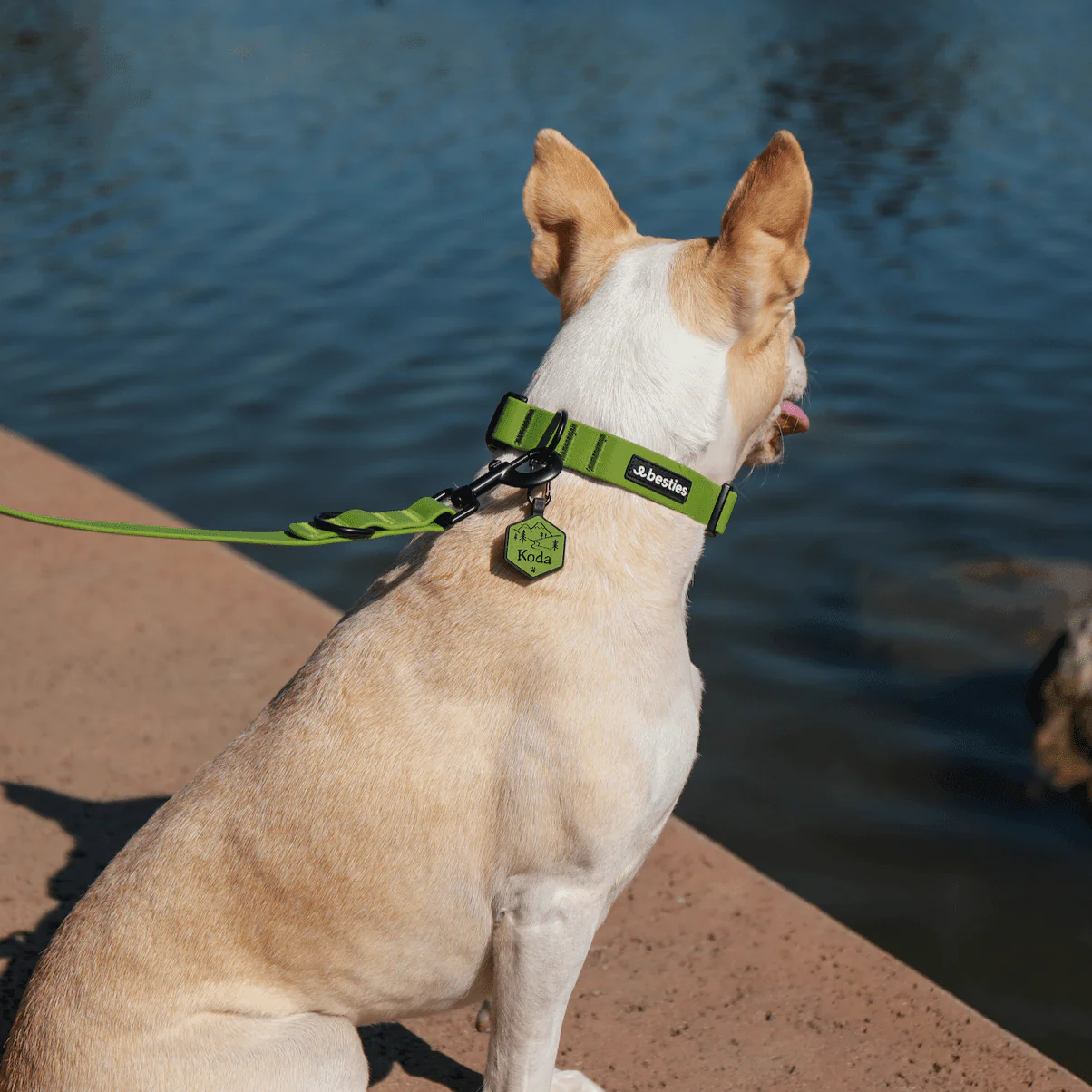 Black Leash and Collar Set - Image 4