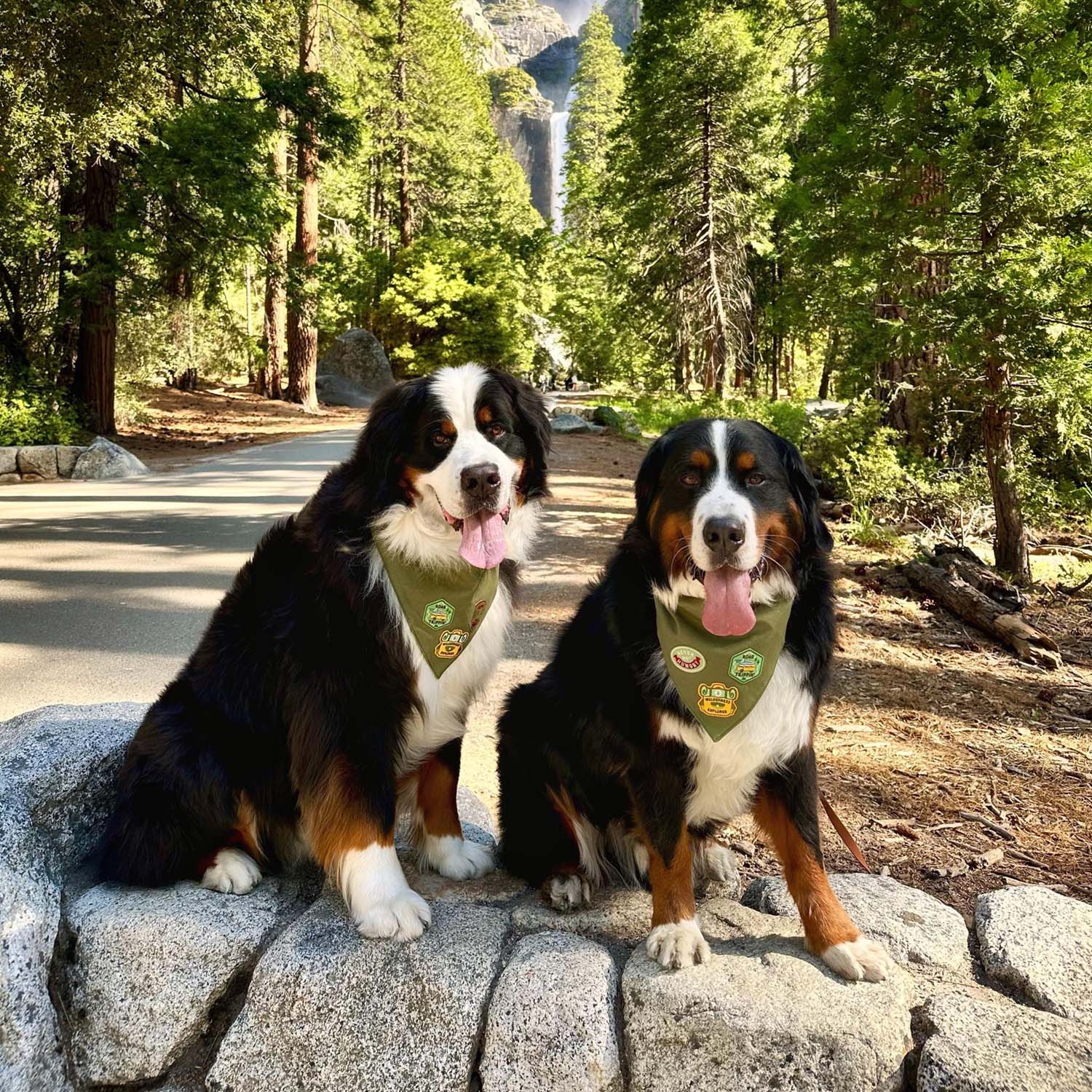 Blush Silicone ID Tag - Image 4