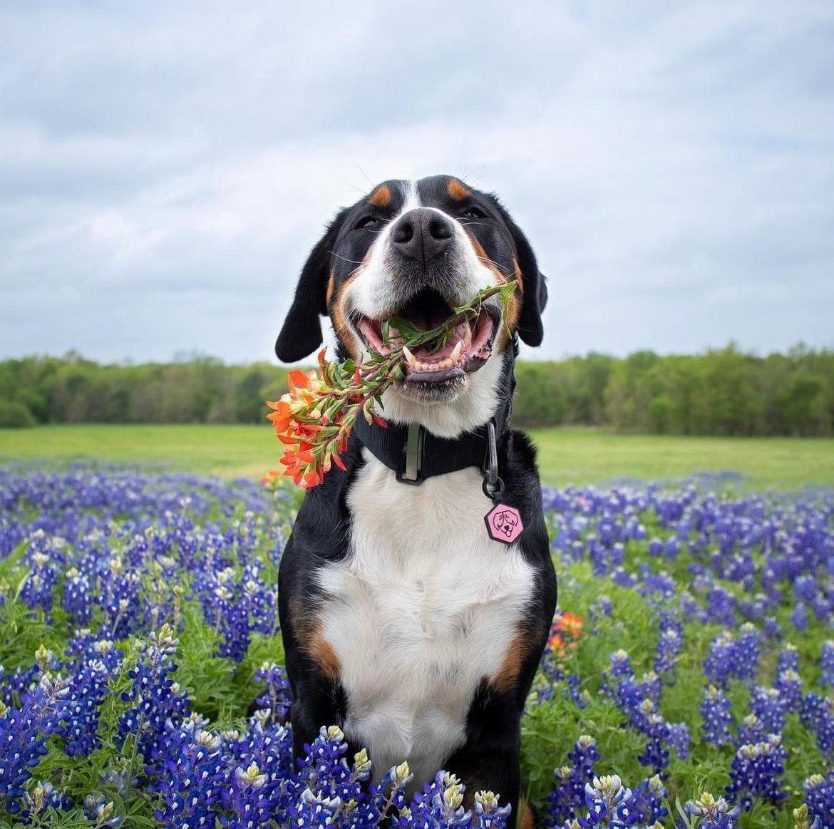 Blush Silicone ID Tag - Image 5