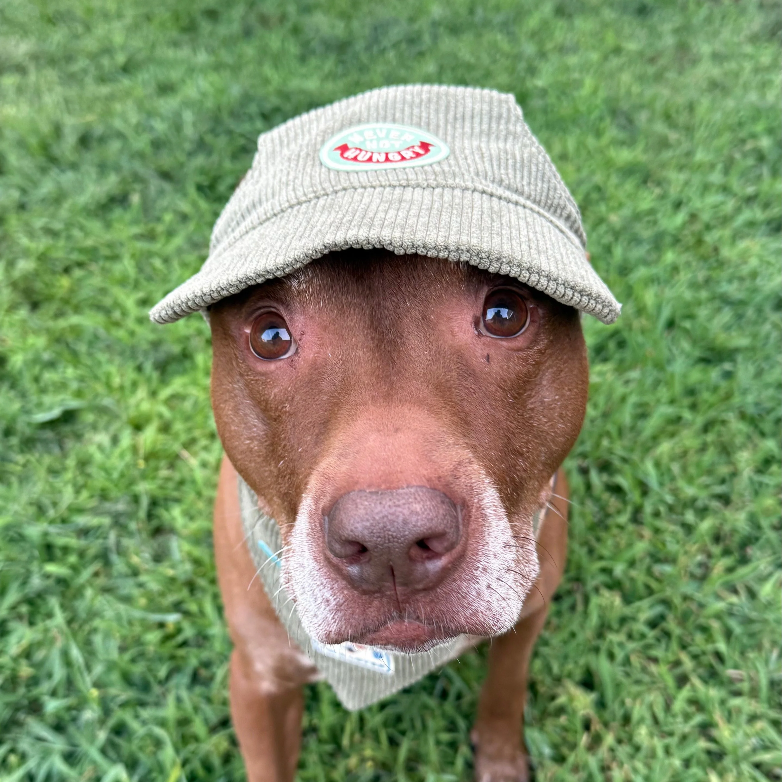 Corduroy Dog Baseball Hat | Comfortable & Customizable - Image 6