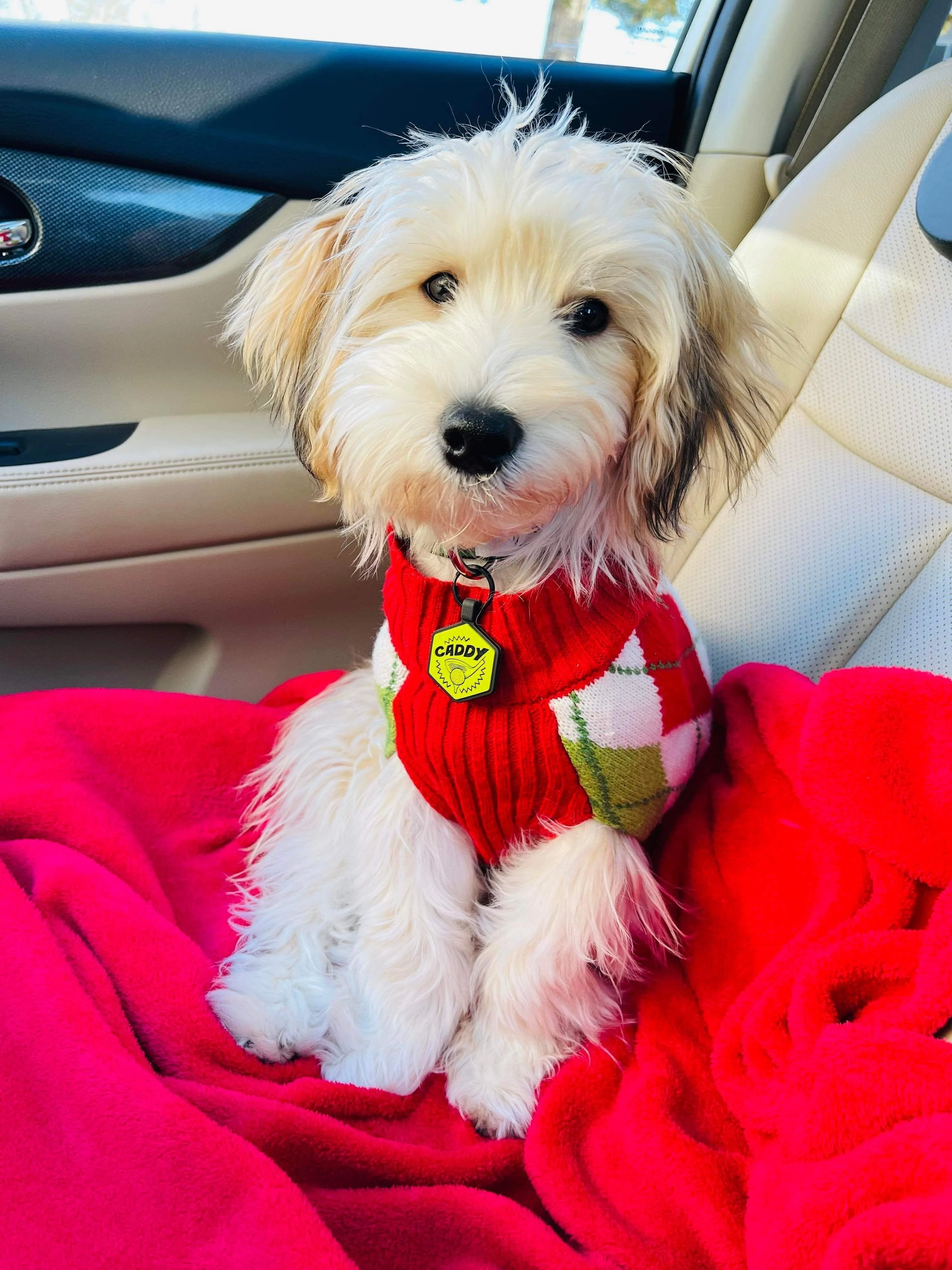 Custom Artwork Pet ID Tag - Image 4