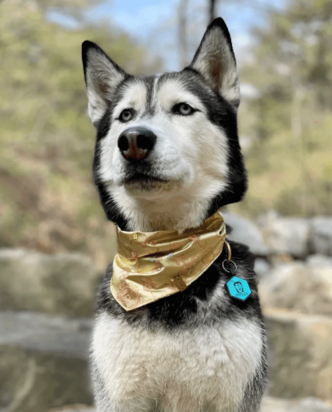 Custom Artwork Pet ID Tag | Glow In The Dark - Image 7