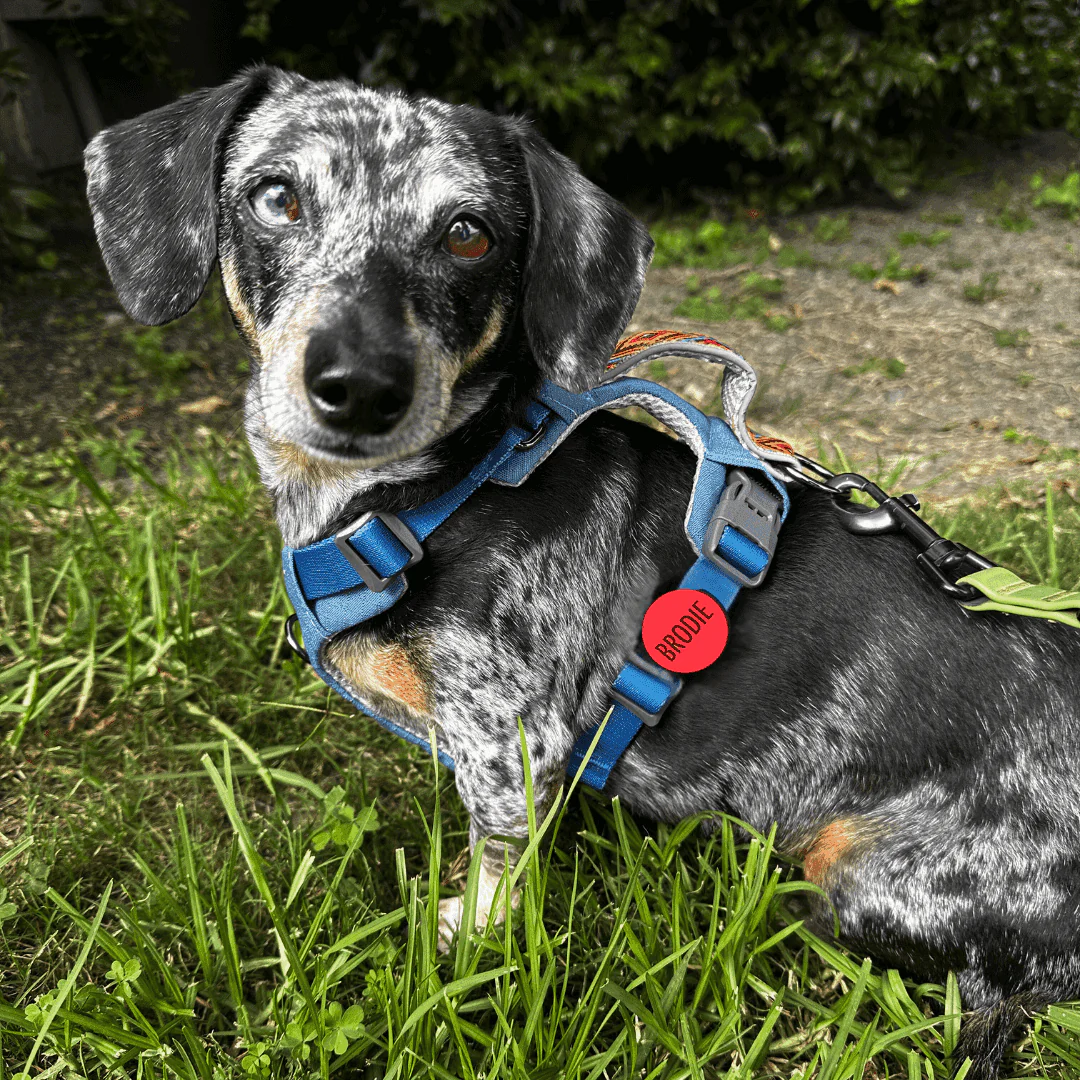 Custom Artwork | Glow In The Dark AirTag Holder Slide-On Pet ID Tag - Image 7