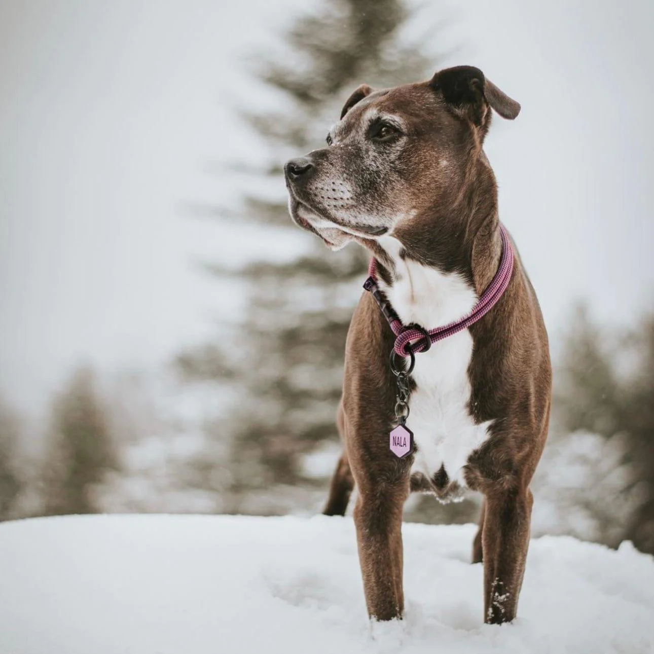 Lavender Silicone ID Tag - Image 4