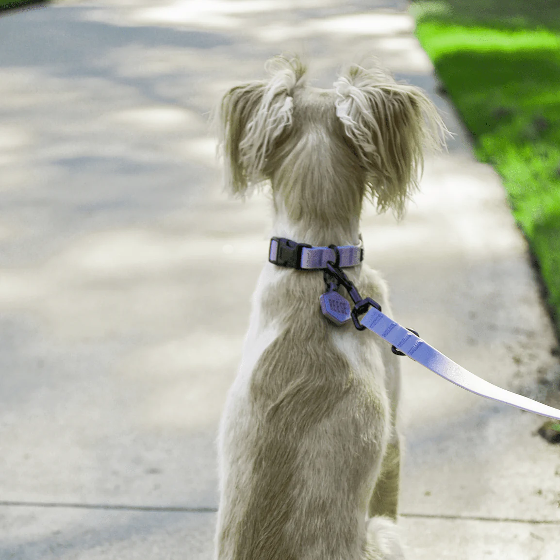 Heather Purple Leash and Collar Set - Image 4