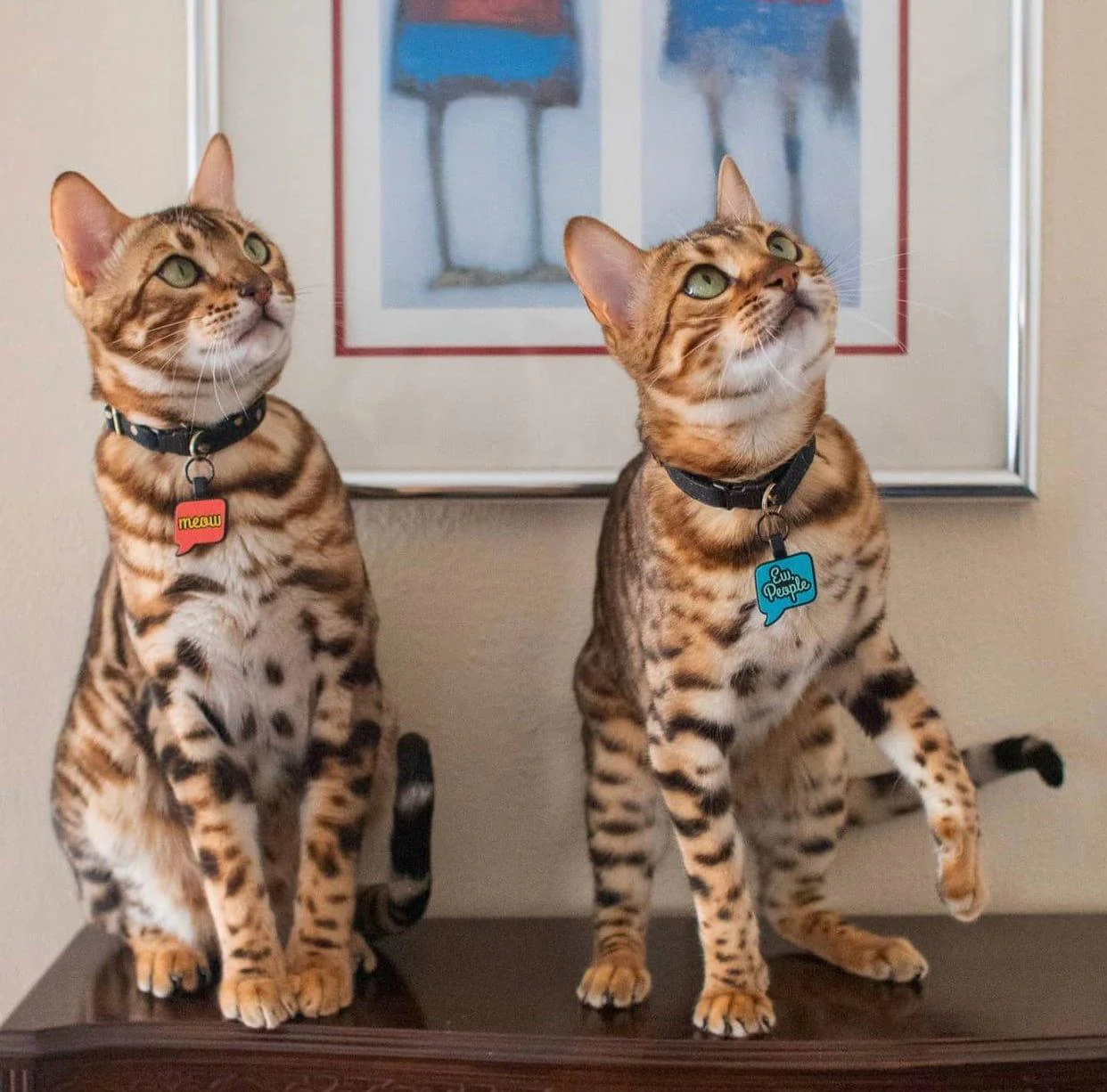 Meow Silicone Cat ID Tag - Image 4