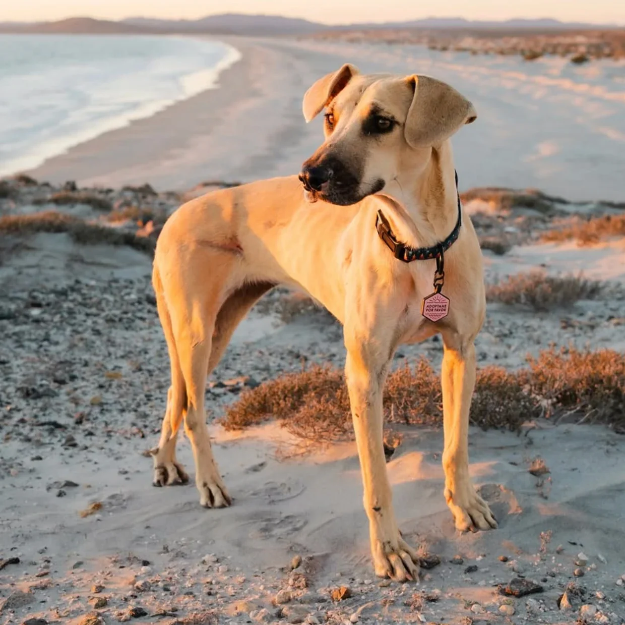 Mini Expedition Ola Silicone Tags - Image 4