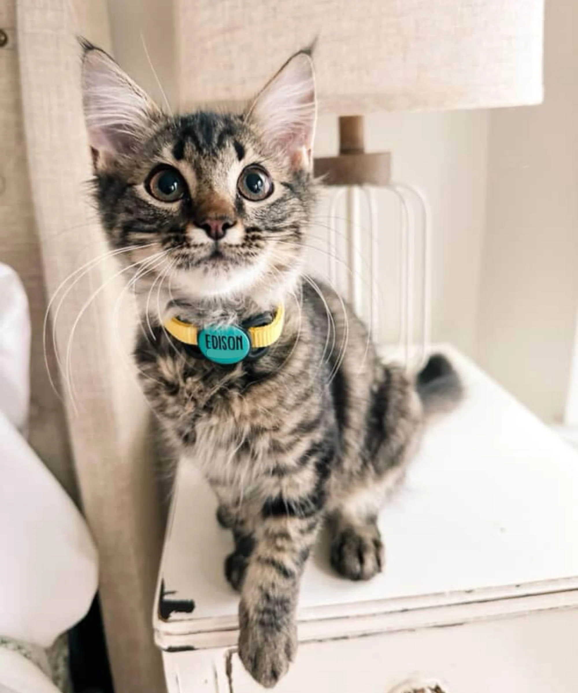 Custom Artwork Pet ID Tag | Slim Slide-On - Image 4