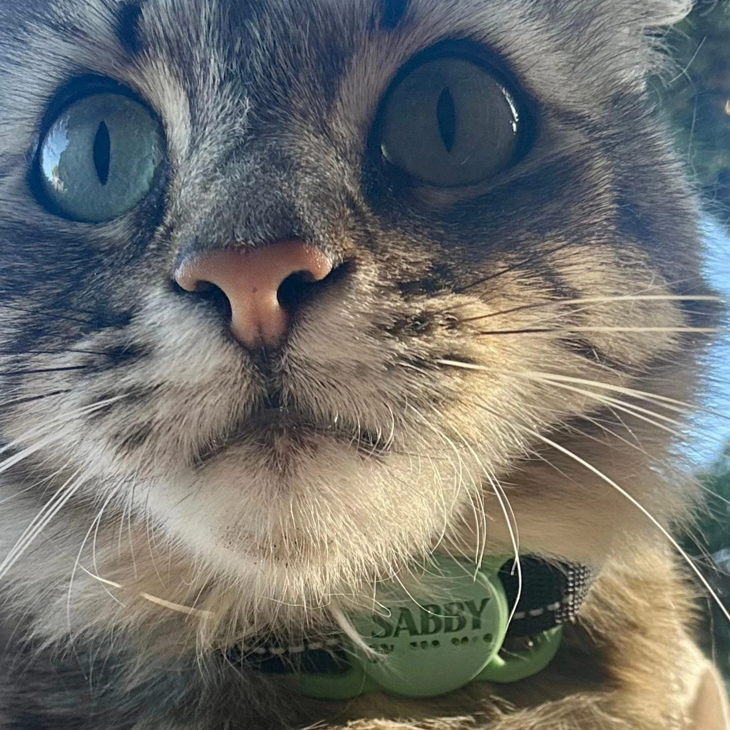 Mini Slim Slide-On Silicone Pet ID Tag | St. Patrick's Day - Image 7