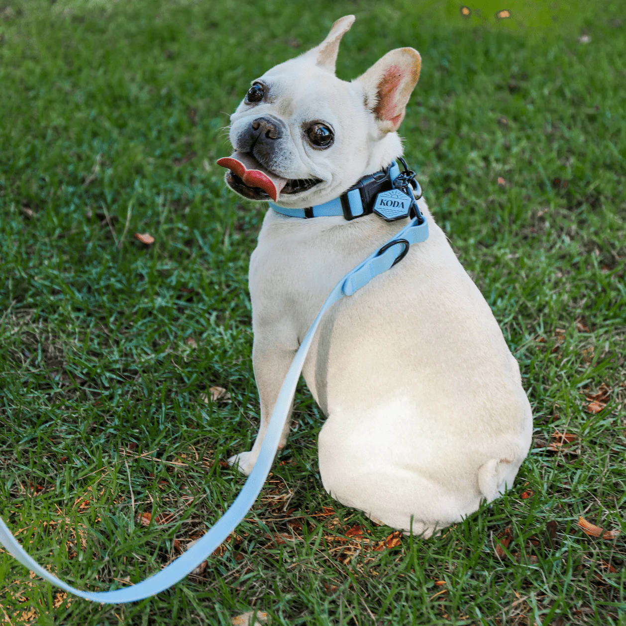 Sky Blue Leash and Collar Set - Image 4