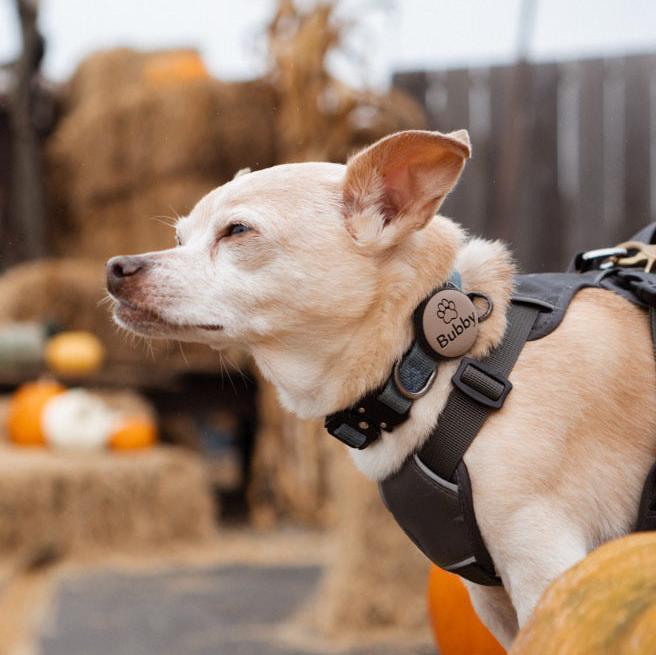 AirTag Holder Slide-On Silicone Pet ID Tag | Fright Fest Halloween Designs - Image 5