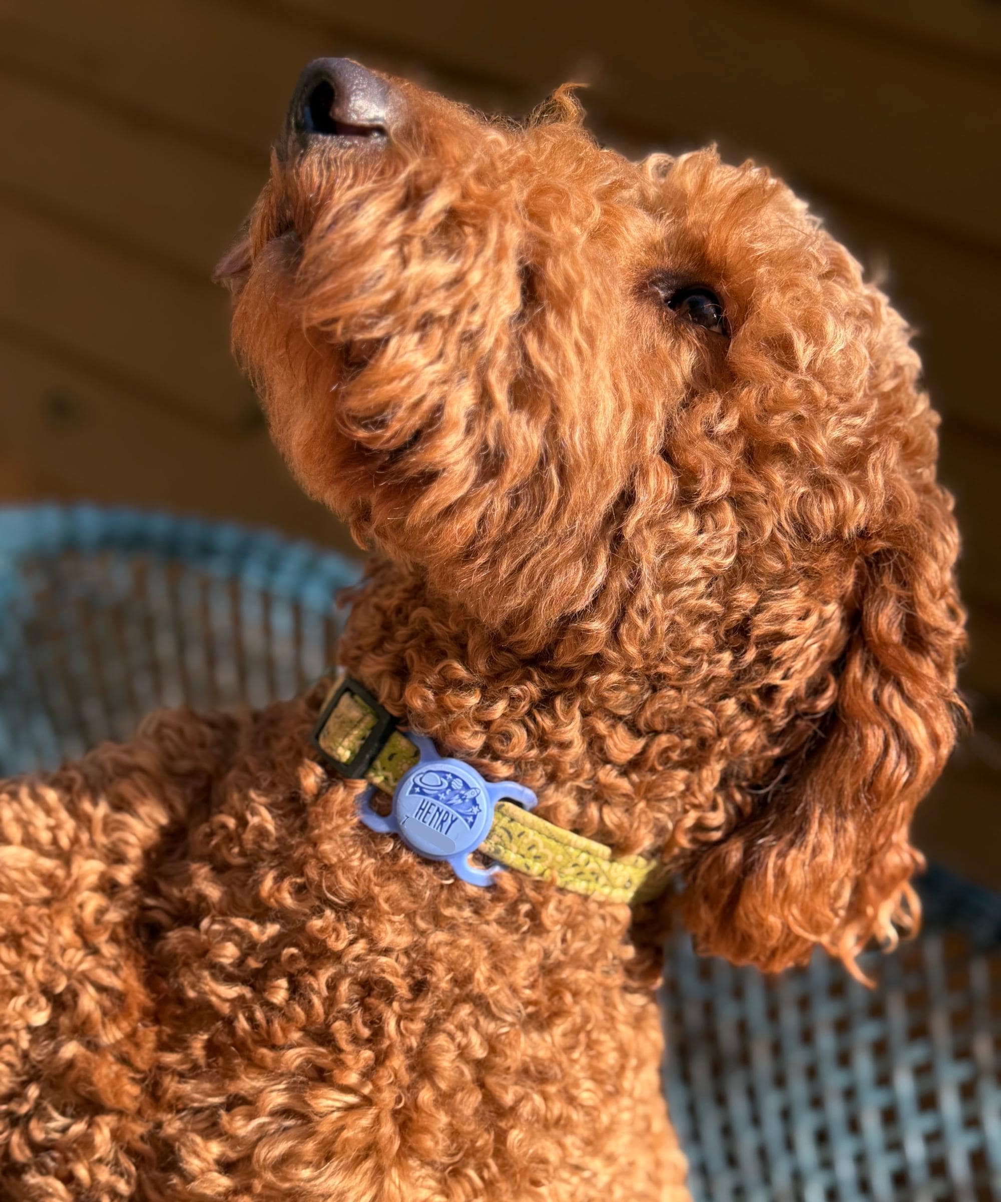 Custom Artwork Pet ID Tag | Slim Slide-On - Image 6