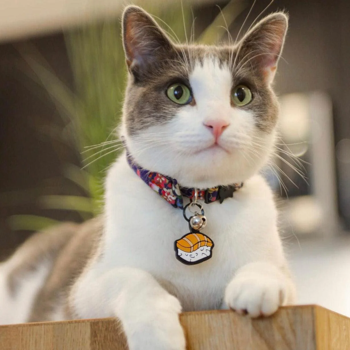 Sushi Silicone Cat ID Tag - Image 5